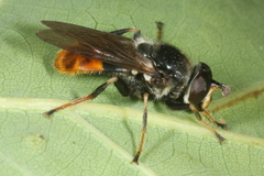 Blera fallax