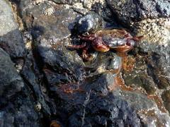 Cyclograpsus granulosus