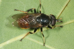 Blera fallax