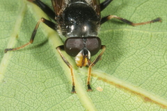 Blera fallax