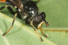 Blera fallax