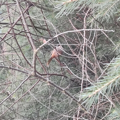 Trochalopteron variegatum