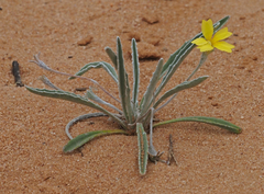 Goodenia willisiana