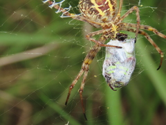 Argiope magnifica