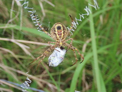 Argiope magnifica