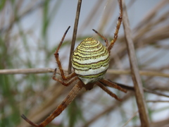 Argiope magnifica