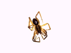 Scotina celans