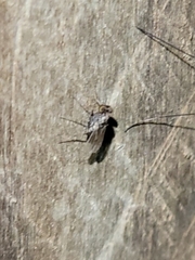 Medeterinae