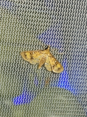 Niphograpta albiguttalis