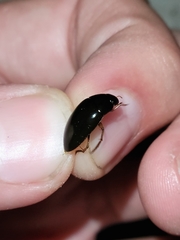 Tropisternus quadristriatus