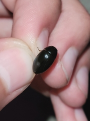 Tropisternus quadristriatus