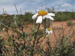 Phymaspermum trifidum