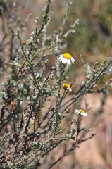 Phymaspermum trifidum