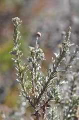 Phymaspermum trifidum