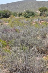 Phymaspermum trifidum