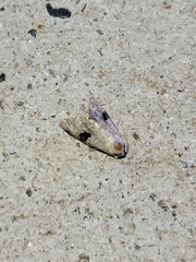 Abablemma duomaculata