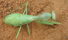 Sphodromantis