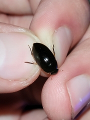 Tropisternus quadristriatus
