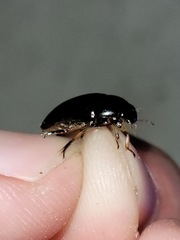 Tropisternus quadristriatus