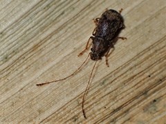 Arecopais spectabilis