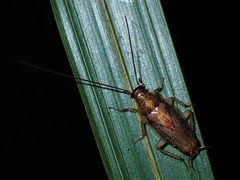 Parellipsidion latipenne