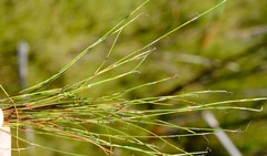 Anthochortus crinalis
