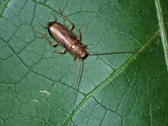 Parellipsidion latipenne