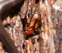 Philophlaeus