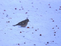 Fringilla coelebs