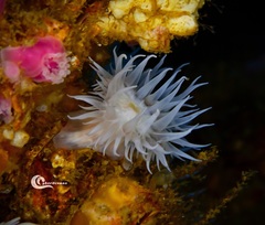 Actinothoe sphyrodeta