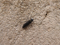 Thereva albovittata