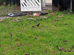 Turdus merula