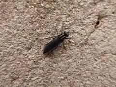 Thereva albovittata