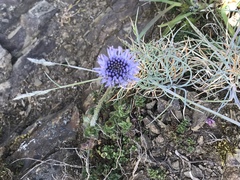 Jasione