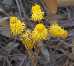 Waitzia acuminata acuminata