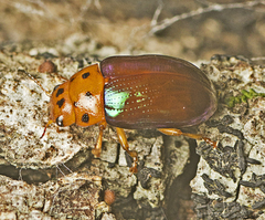 Platymela sticticollis