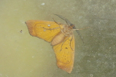 Achrosis incitata