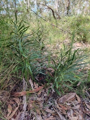 Macrozamia fawcettii