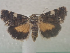 Acontia crocata