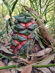 Macrozamia fawcettii