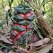 Macrozamia fawcettii - Photo (c) Reece Taverner, some rights reserved (CC BY-ND), uploaded by Reece Taverner