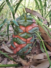 Macrozamia fawcettii