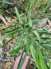 Macrozamia fawcettii