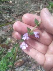 Prostanthera densa