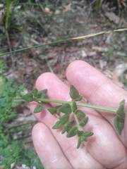 Prostanthera densa
