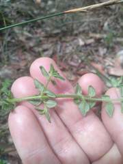 Prostanthera densa