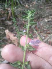 Prostanthera densa