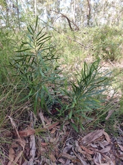 Macrozamia fawcettii