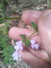 Prostanthera densa