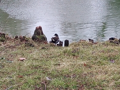 Gallinula chloropus